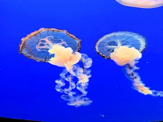 Aquarium Adventure & Breathtaking Coast - Exploring Monterey, California