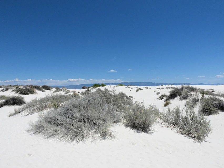 Discover White Sands National Park in New Mexico, the largest sand dunes of this type in the United States.  Get all of the information you need for a successful visit